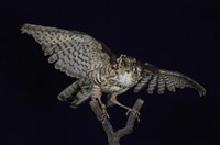 藏品(日本松雀鷹)的圖片